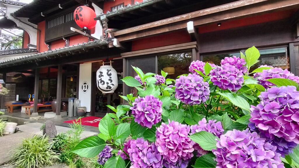 店先のキレイな紫陽花